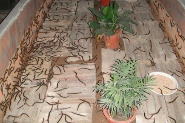 蜈蚣養(yǎng)殖成本要多少？