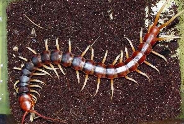 蜈蚣養(yǎng)殖成本要多少？