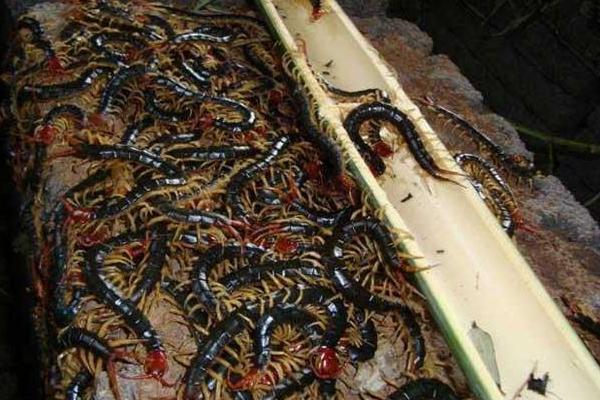 蜈蚣養(yǎng)殖成本要多少？