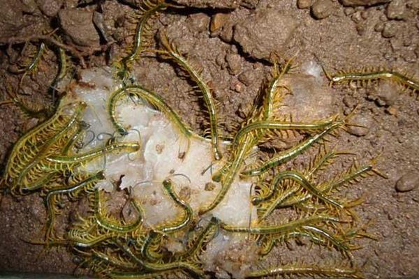 蜈蚣養(yǎng)殖成本要多少？