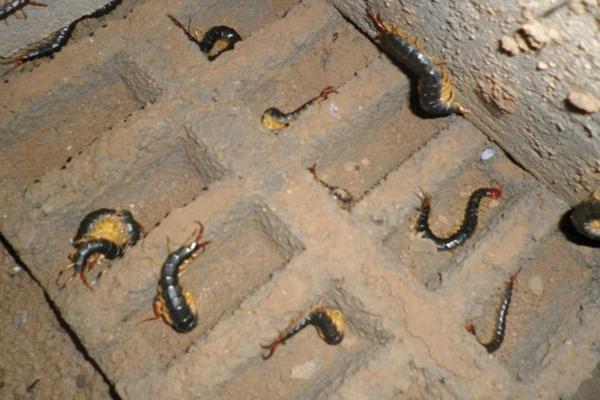 蜈蚣養(yǎng)殖成本要多少？