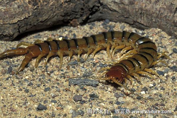 現(xiàn)在養(yǎng)蜈蚣還賺錢嗎？