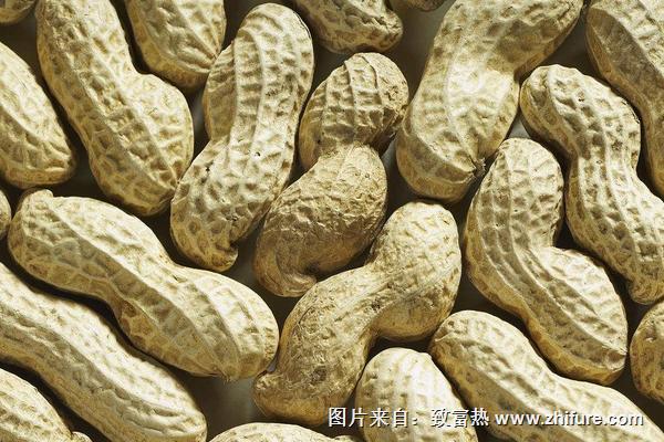 花生功效與作用及禁忌