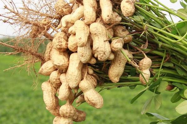 花生功效與作用及禁忌