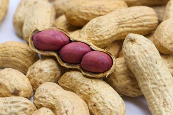 花生功效與作用及禁忌