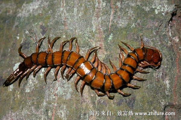 蜈蚣價(jià)格多少錢一條？