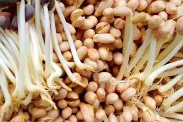 花生芽的功效與作用及禁忌