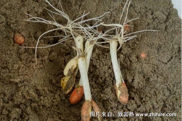 花生芽的功效與作用及禁忌