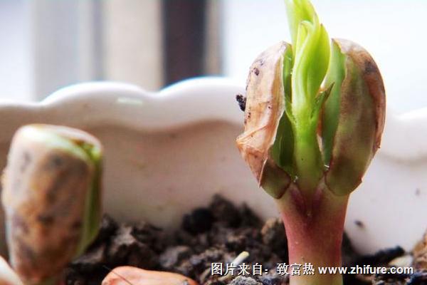 花生芽的功效與作用及禁忌