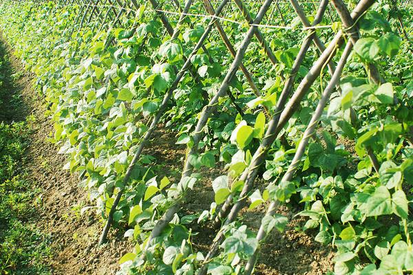 豆角種植栽培技術(shù)