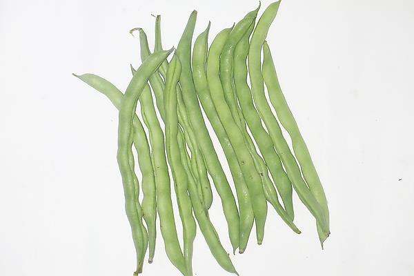 四季豆是豆角嗎 四季豆和豆角的區(qū)別是什么