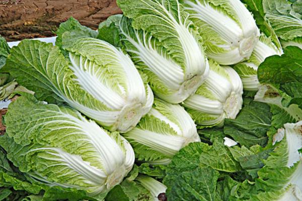 白菜圖片大全