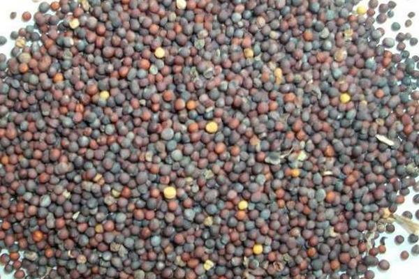 白菜種子價格多少錢一斤