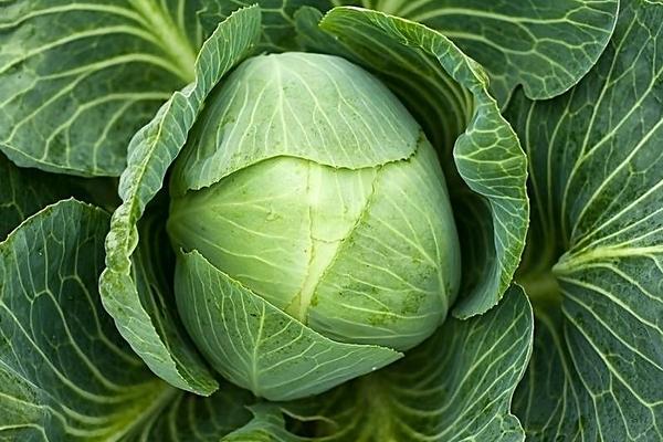 白菜屬于什么科