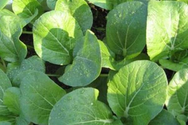 種白菜的方法 白菜種植技術(shù)