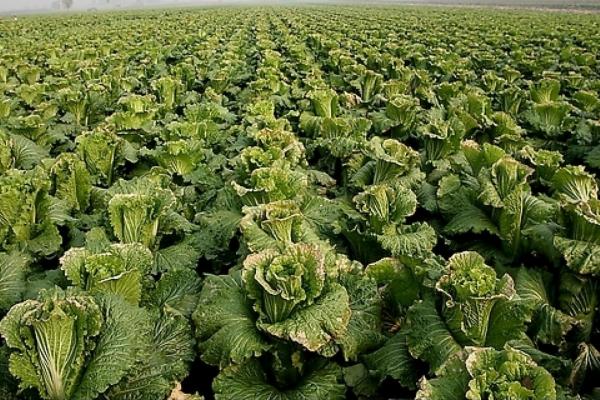 種白菜的方法 白菜種植技術(shù)