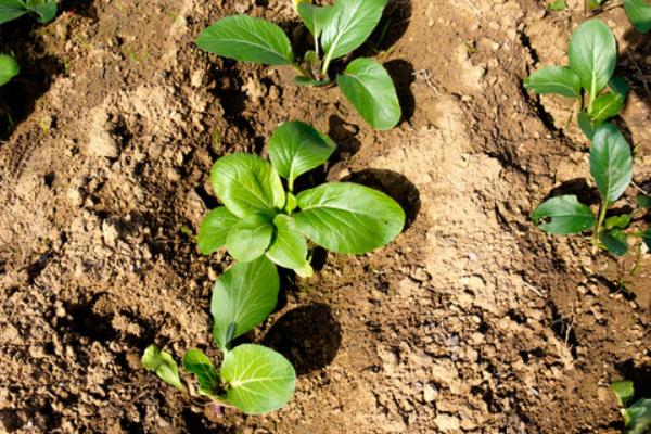 種白菜的方法 白菜種植技術(shù)