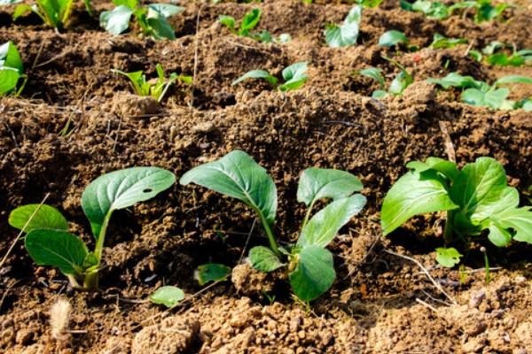 種白菜的方法 白菜種植技術(shù)