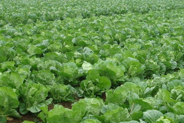 種白菜的方法 白菜種植技術(shù)