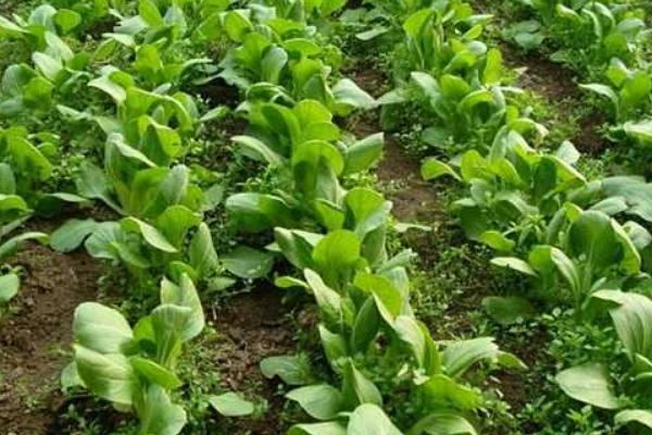 種白菜的方法 白菜種植技術(shù)