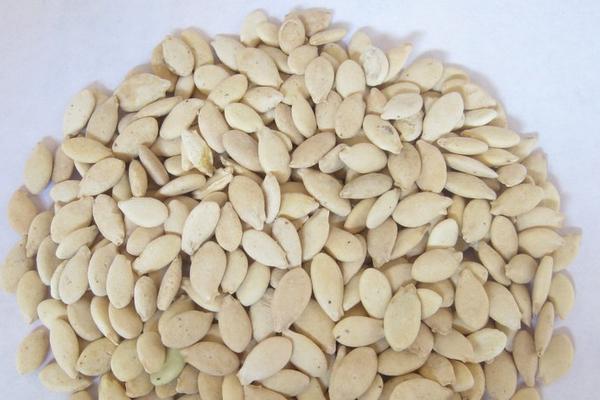 冬瓜仁功效與作用及禁忌