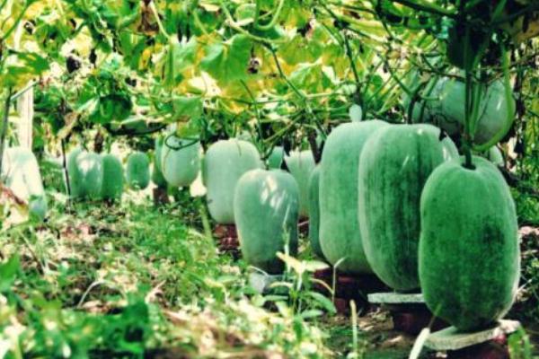 冬瓜怎么種 冬瓜種植栽培技術