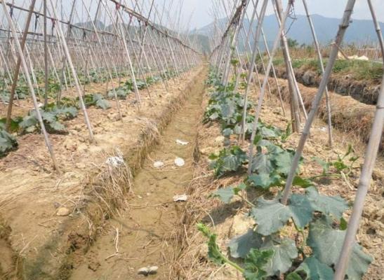 冬瓜種子市場價格多少錢一斤