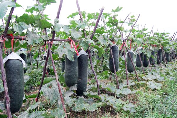 冬瓜種子市場價格多少錢一斤