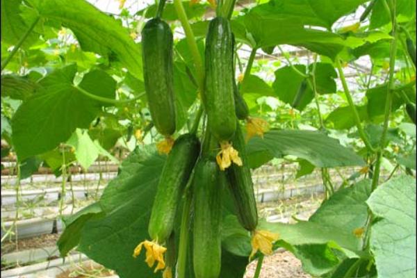 早春黃瓜種植栽培技術