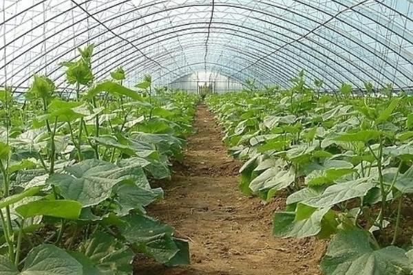 早春黃瓜種植栽培技術