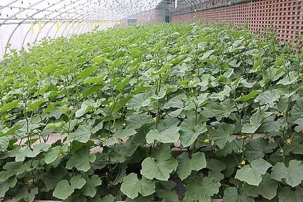早春黃瓜種植栽培技術