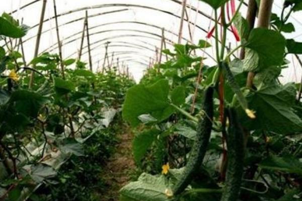 早春黃瓜種植栽培技術