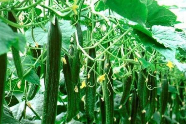 早春黃瓜種植栽培技術