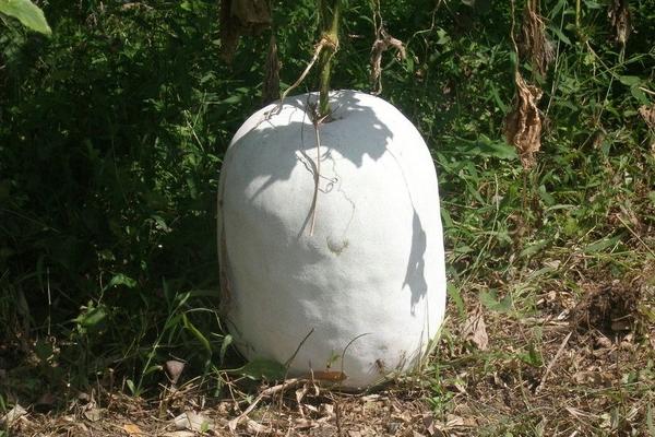 說別人矮冬瓜是什么意思