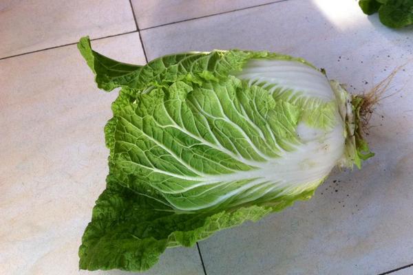 大白菜價格多少錢一斤