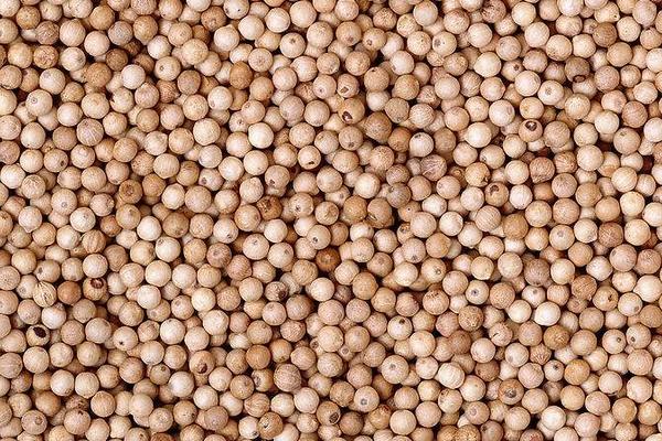 荷蘭豆種子價格多少錢一斤