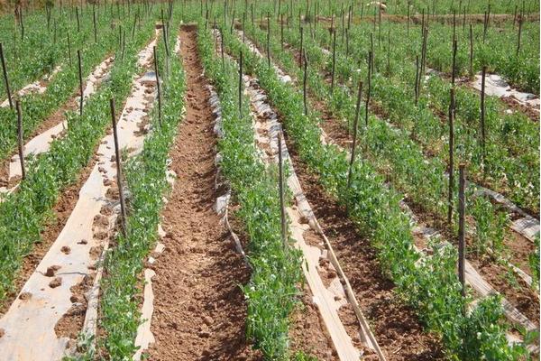 荷蘭豆種子價格多少錢一斤