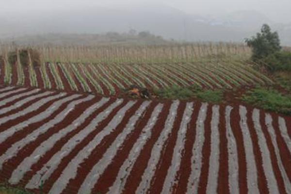 荷蘭豆種子價格多少錢一斤