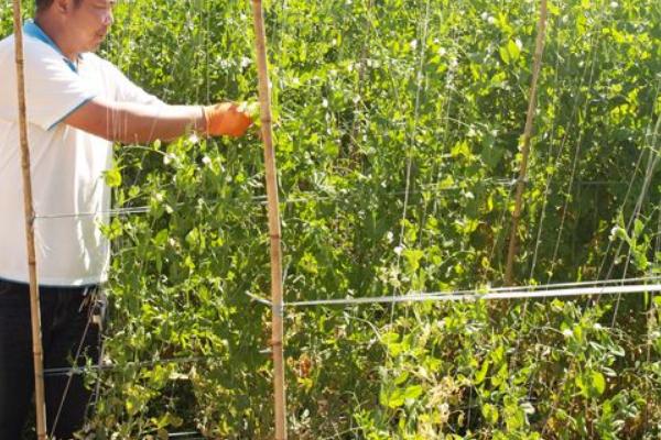 荷蘭豆種子價格多少錢一斤