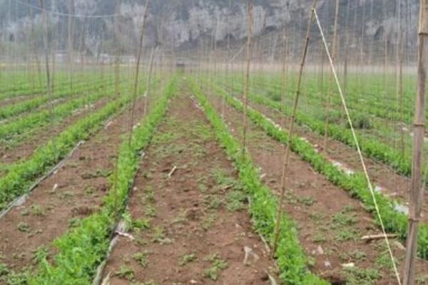 荷蘭豆種子價格多少錢一斤