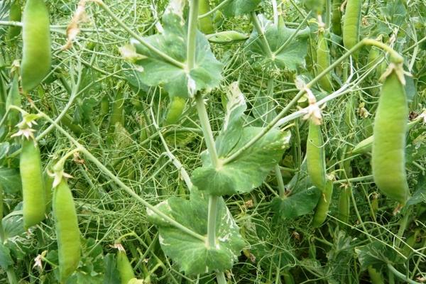 荷蘭豆種子價格多少錢一斤