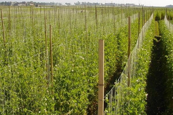 荷蘭豆產(chǎn)地在哪里