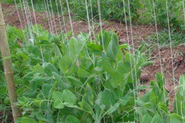 荷蘭豆的種植技術(shù) 荷蘭豆幾月成熟