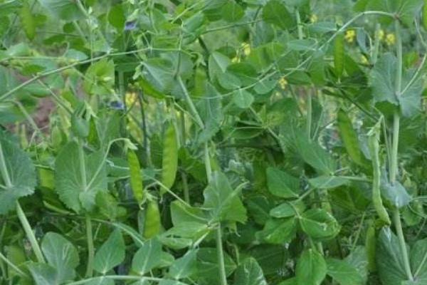 荷蘭豆的種植技術(shù) 荷蘭豆幾月成熟