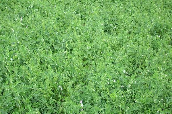 荷蘭豆的種植技術(shù) 荷蘭豆幾月成熟