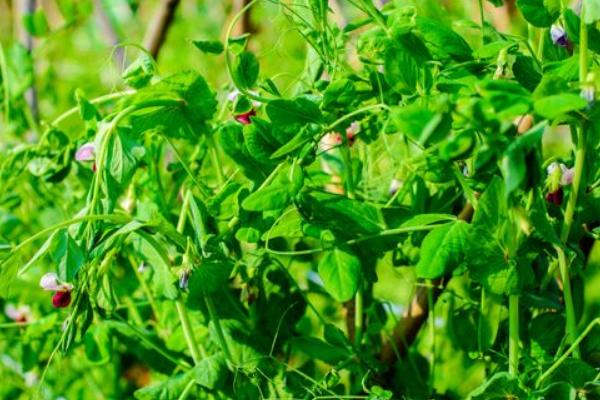 荷蘭豆的種植技術(shù) 荷蘭豆幾月成熟