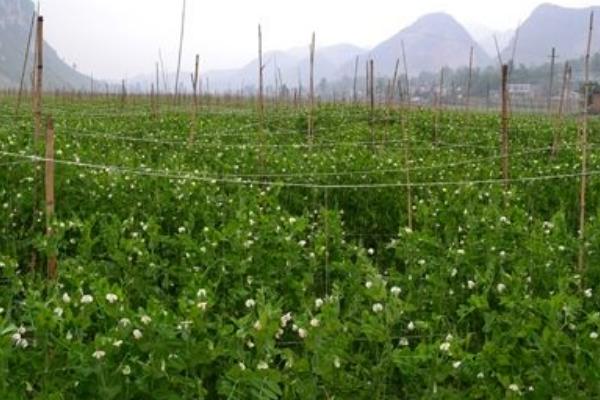 荷蘭豆的種植技術(shù) 荷蘭豆幾月成熟