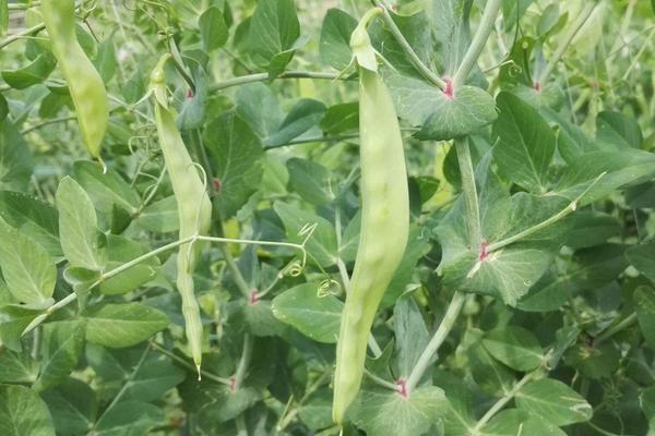 荷蘭豆的種植技術(shù) 荷蘭豆幾月成熟