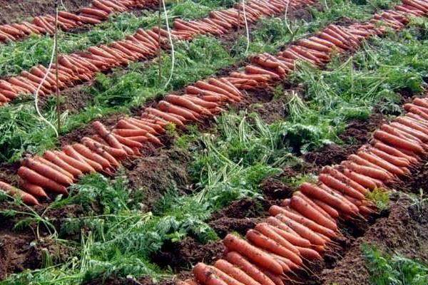 胡蘿卜畝產量有多少 怎么提高胡蘿卜的產量