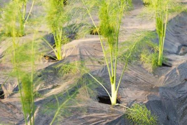 胡蘿卜畝產量有多少 怎么提高胡蘿卜的產量